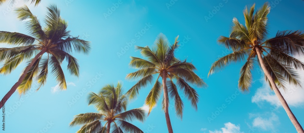 Poster palm trees against the sky on a sunny day. creative banner. copyspace image