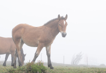 Fototapeta premium horse in the meadow in a foggy day