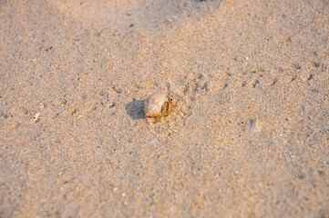 A small hermit crab with a white shell met on the beach of Egypt