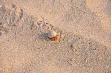 A small hermit crab with a white shell met on the beach of Egypt