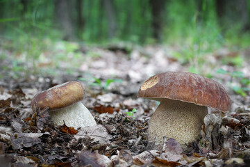 Two edible mushrooms Boletus reticulatus commonly known as summer cep
