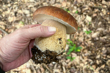 Male hand holding edible mushroom summer cep