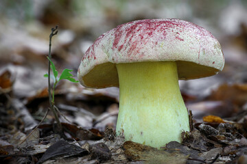 Detail shot of Butyriboletus regius - amazing and rare edible mushroom