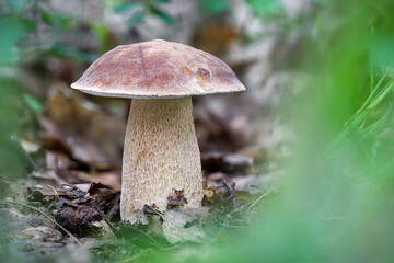 Detail shot of amazing edible summer cep mushroom