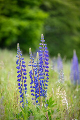 Detail shot of amazing blue flowers of Lupinus polyphyllus
