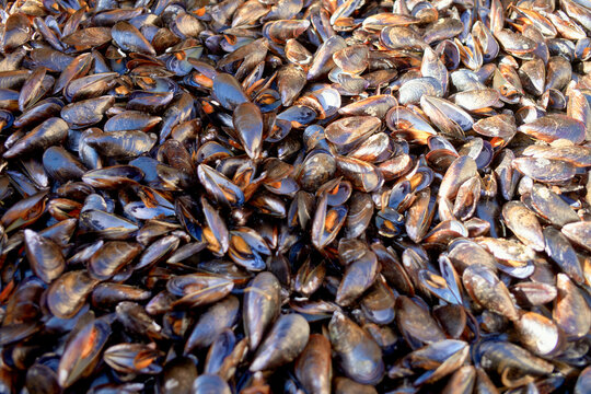 A dense array of dark-colored mussels clustered together, their shiny shells creating a textured surface.