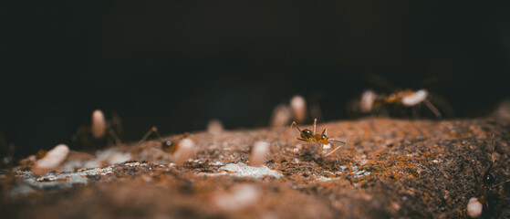 Close-up view of a group of ants on the surface carrying larvae. Wallpaper 21:9