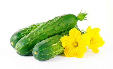 Cucumber with flower isolated on white background.  Harvest of Green vegetable.
