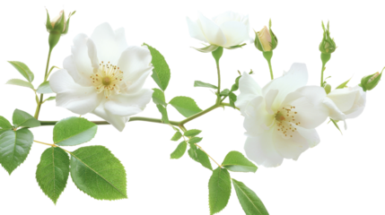 White flowers rose plant