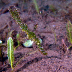A green Robust Ghost Pipefish Dauin Philippines