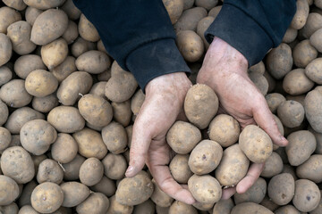 A person's hands holding several potatoes above a pile of harvested potatoes.