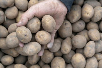 A close-up image showing a hand holding several potatoes above a pile of potatoes.