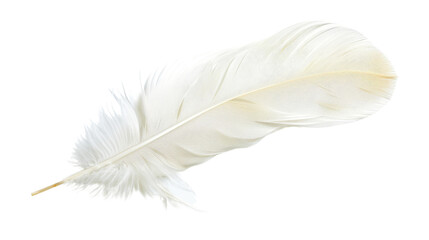 Obraz premium White bird feather