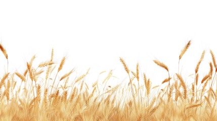  Wheat landscape wheat agriculture