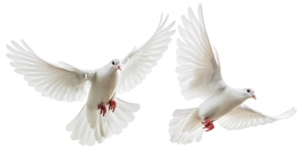 Wedding doves animal pigeon flying