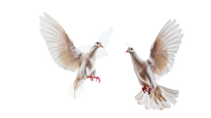 Obraz premium Wedding doves animal pigeon flying