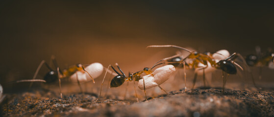 Close-up view of a group of ants on the surface carrying larvae. Wallpaper 21:9