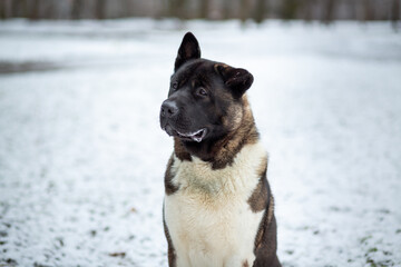 Portrait of an American Akita sitting on the snow in a city park