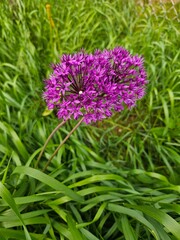 Obraz premium flowers in a garden