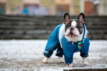 A French bulldog in a fashionable overalls stands against the background of the steps of an old...