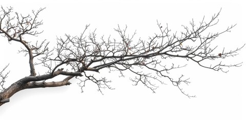 Obraz premium Bare tree branches against a winter sky, isolated white background, high detail, stark simplicity
