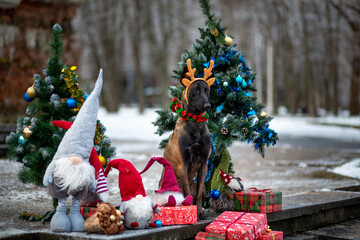 Malinois in deer antlers sit between decorated Christmas trees with gifts and gnomes against the...