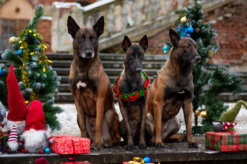 Malinois sit between decorated Christmas trees with gifts and gnomes against the backdrop of an old...