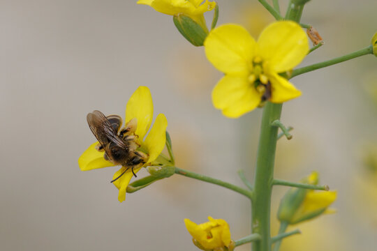 Abeja de pantalones Dasypoda alimentandose en r&uacute;cula, Diplotaxis tenuifolia, en las inmediaciones del pantano de Beniarres, Espa&ntilde;a