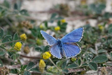 Mariposa Icaro, Polyommatus icarus, posada en enredadera del suelo, Beniarres, España