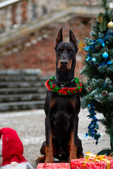 Doberman Pinscher standing between decorated Christmas trees with gifts and gnomes against the backdrop of an old staircase in a city park