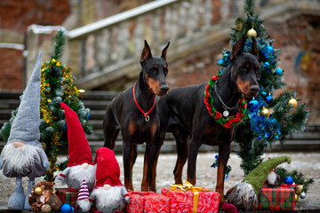 Doberman Pinscher standing between decorated Christmas trees with gifts and gnomes against the backdrop of an old staircase in a city park