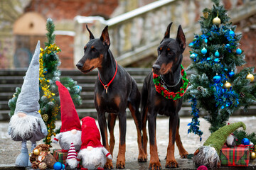 Doberman Pinscher standing between decorated Christmas trees with gifts and gnomes against the...