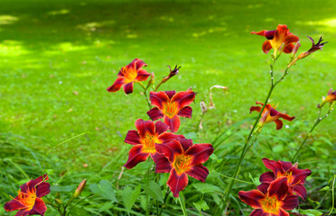 Obraz premium Blooming daylily on green meadow. Hemerocallis.