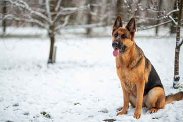 German Shepherd sitting on the snow in a winter park