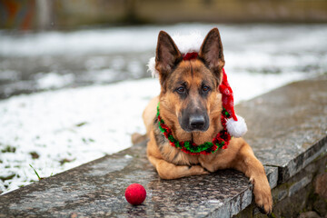 German Shepherd in a red Santa hat lies on a granite slab with a New Year's ball in a winter park