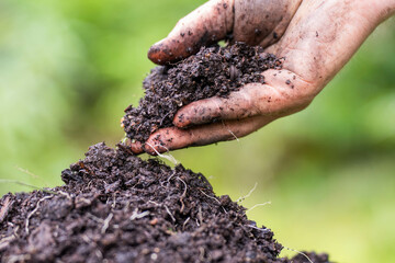 regenerative organic farmer, taking soil samples and looking at plant growth in a farm. practicing...