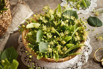 A basket full of fresh linden or Tilia cordata flowers harvested in spring