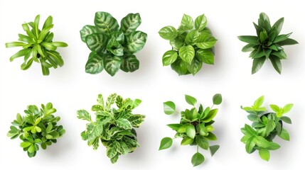Top View of Various Green Plants, Generative AI