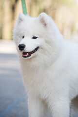 Naklejka premium Samoyed white dog on a leash on park road Mezaparks, Latvia