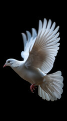 Graceful Glide of Tranquility: White Dove in Striking Contrast,generated by IA