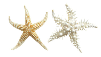 Two types of white starfish