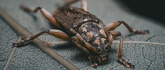 Close-up of a brown beetle on a textured leaf (Cerambycidae). Wallpaper 21:9 © arman_hasyim