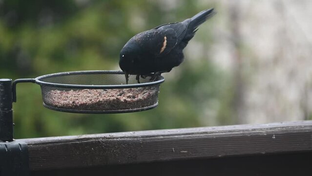 Red Winged blackbird on a bird feeder at backyard. 