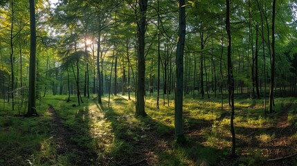 Summer Panorama of Lush Green Forest - Serene Nature Landscape Background