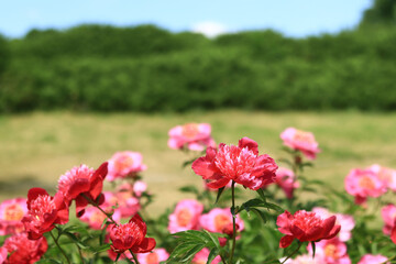 Pink peony flowers in the park. Flowers outdoors. Close-up of pink lush flowers. Natural floral background