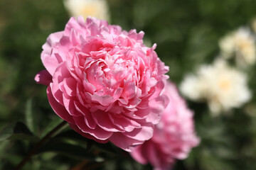 Pink peony flowers in the park. Flowers outdoors. Close-up of pink lush flowers. Natural floral background