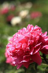 Pink peony flowers in the park. Flowers outdoors. Close-up of pink lush flowers. Natural floral background