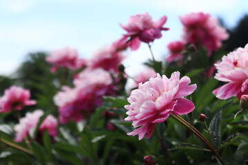 Pink peony flowers in the park. Large peony flowers. Flowers outdoors. Close-up of pink lush flowers. Natural floral background. Peonies are a type of herbaceous perennial plant