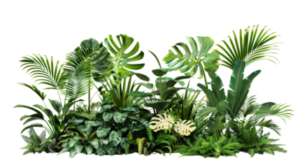 Tropical plants, houseplants