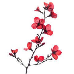 Branch of red flower isolated on white background